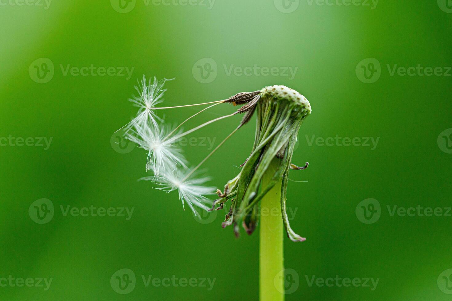 dandelion on a background of green gras photo