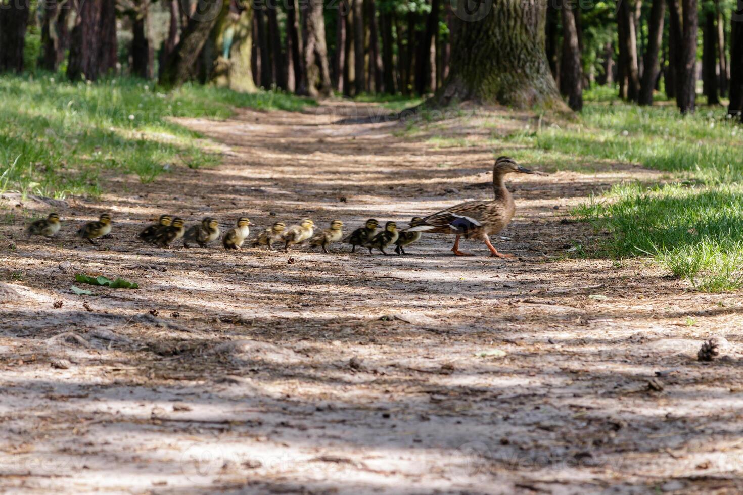 duck with ducklings move to the pond photo
