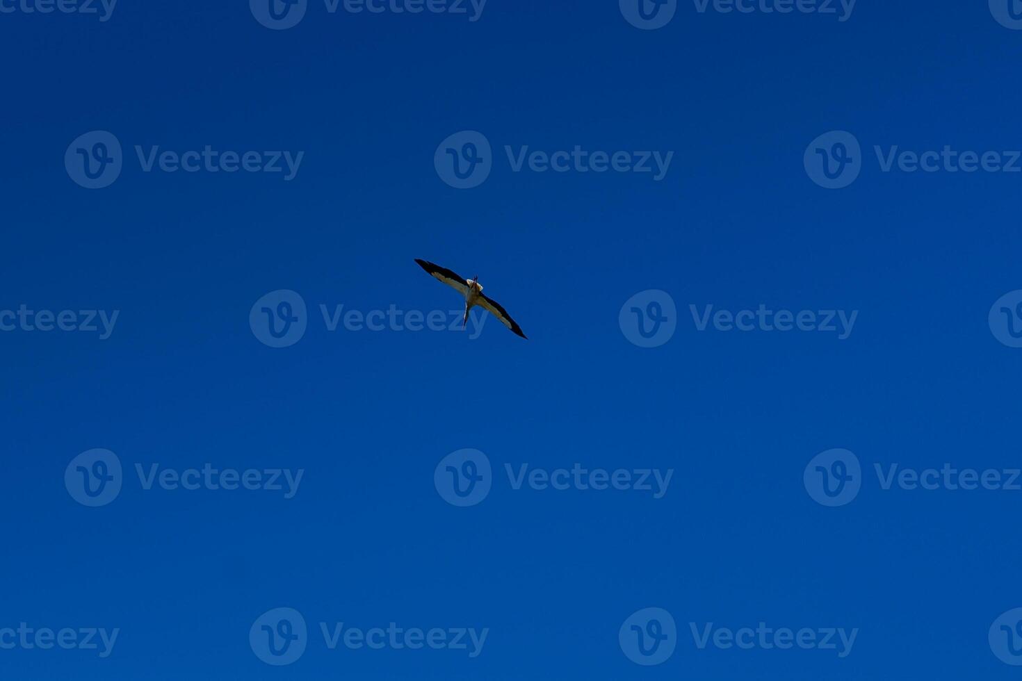 Stork soaring in the blue sky with white clouds photo
