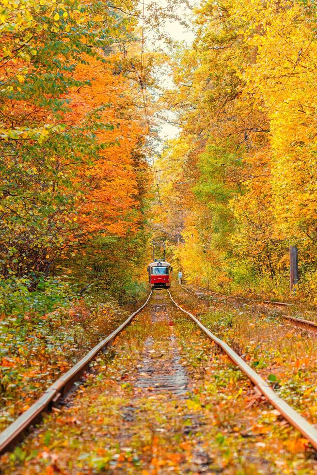 Autumn forest through which an old tram rides Ukraine photo
