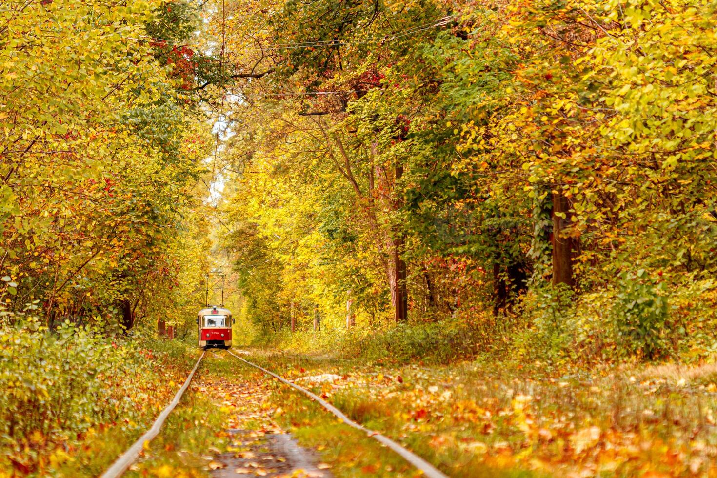Autumn forest through which an old tram rides Ukraine photo