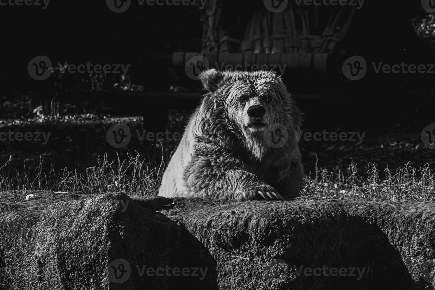 beautiful Tien Shan brown bear photo