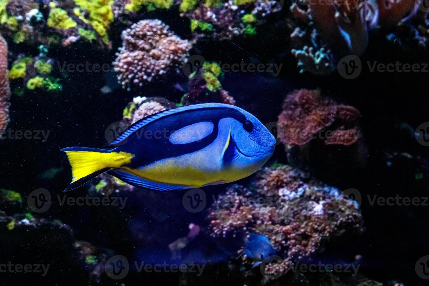 Fish Royal Blue Surgeon - Paracanthurus hepatus photo