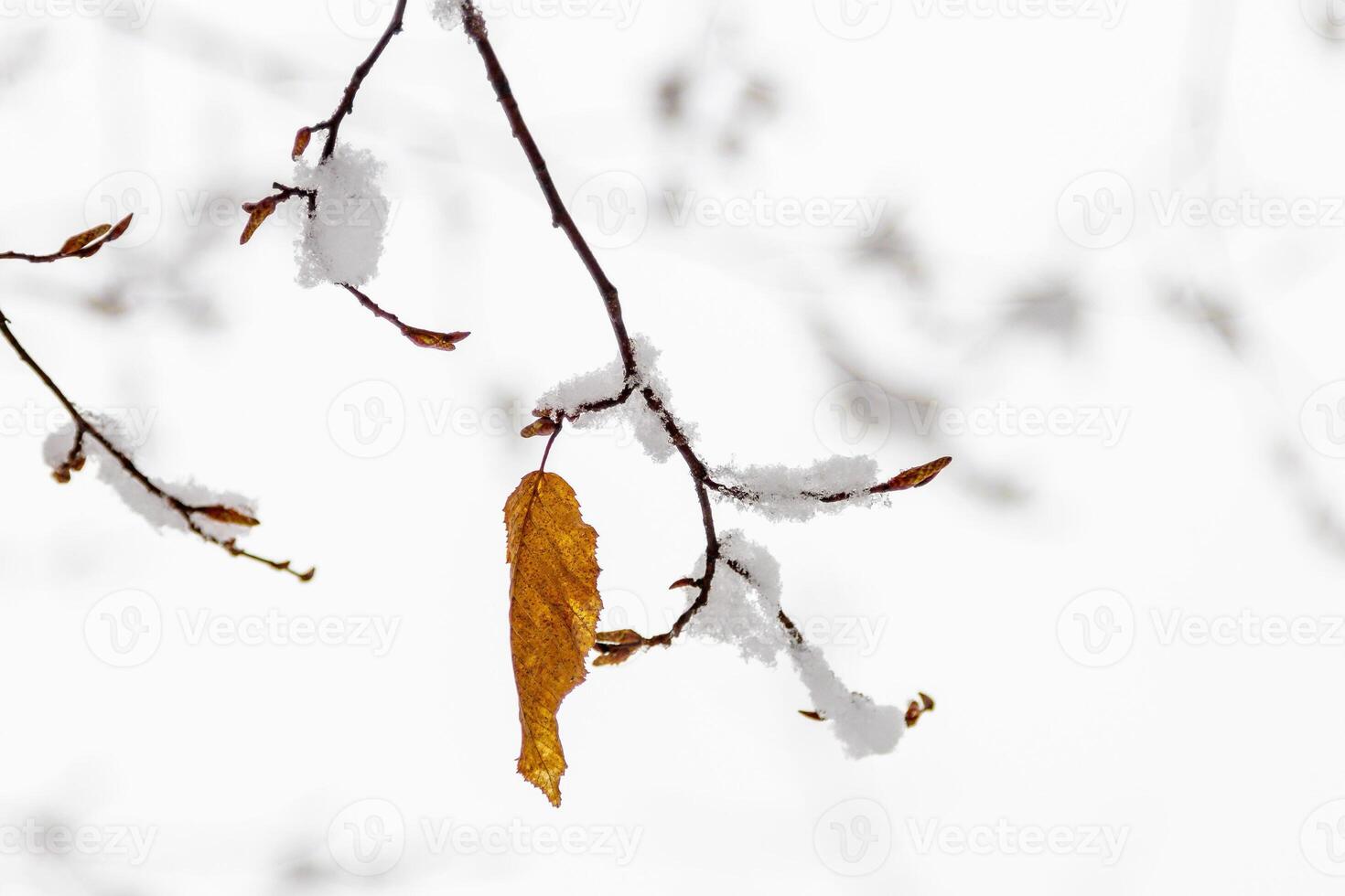 Autumn leaves covered with snow photo