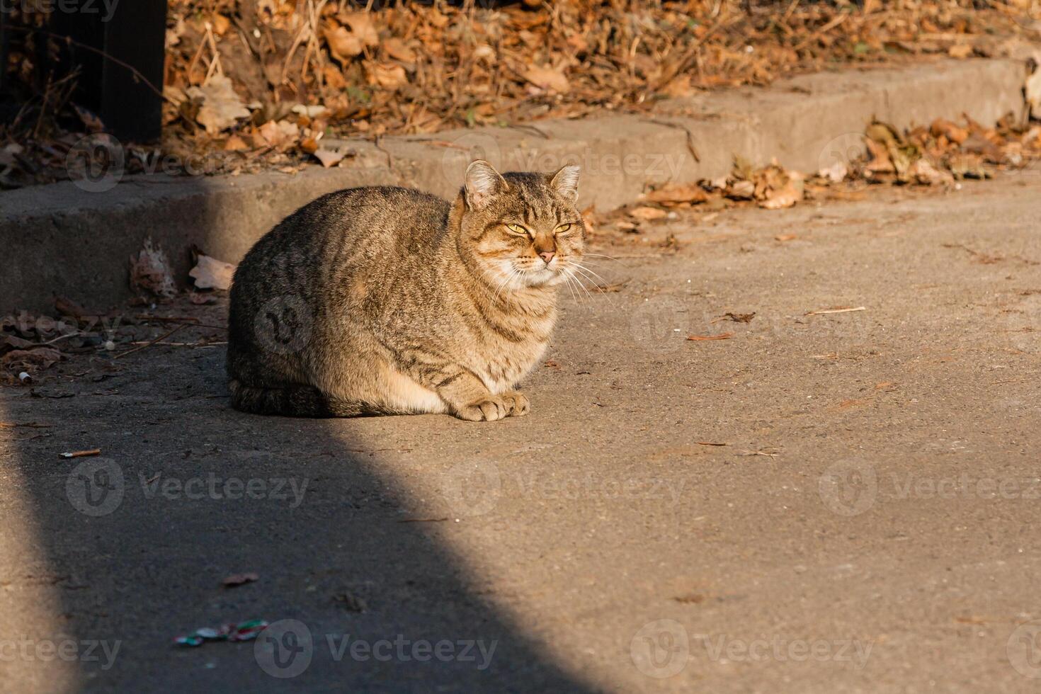 The street cat is heated in the sun's rays photo