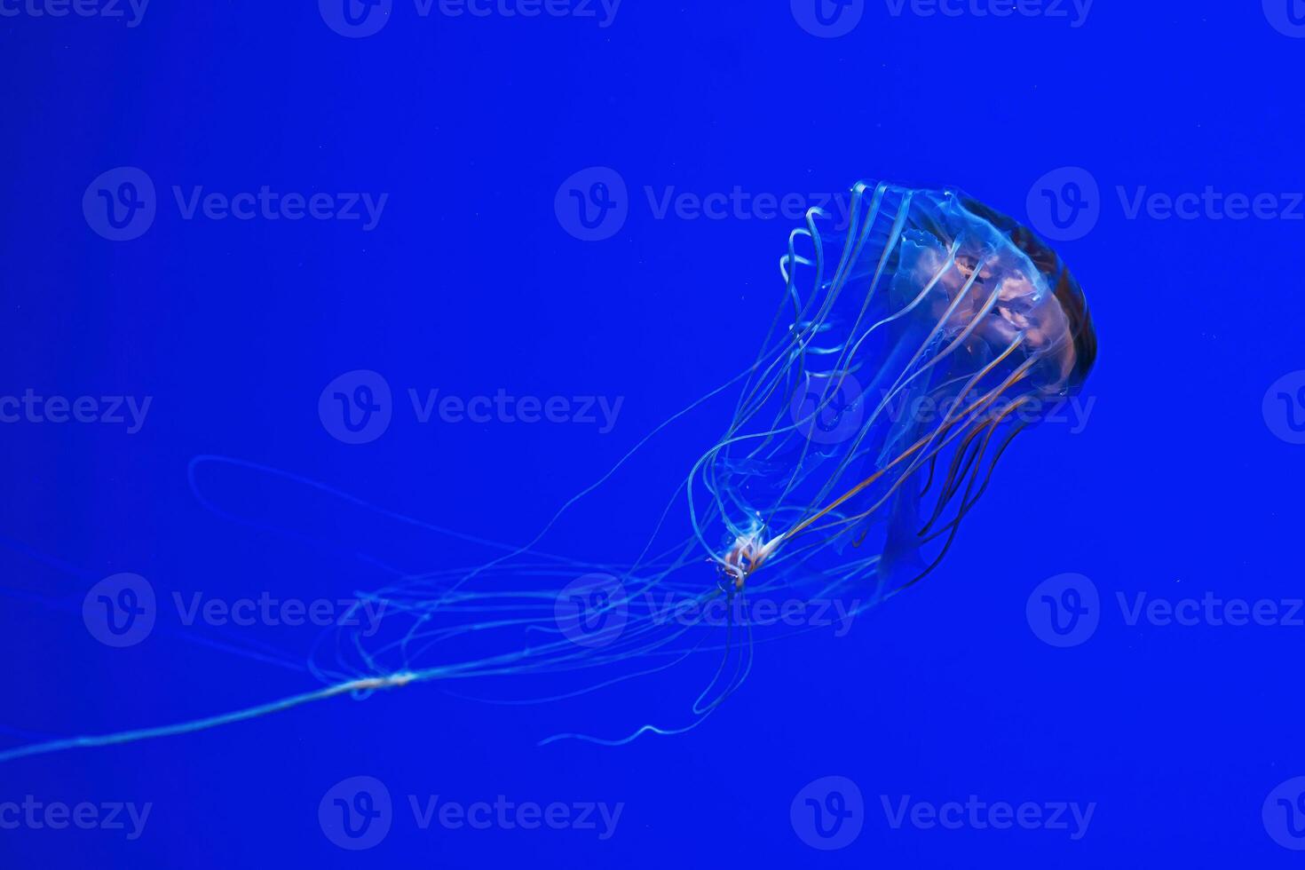 macro fotografía submarino del Norte mar ortiga o marrón Medusa Medusa foto