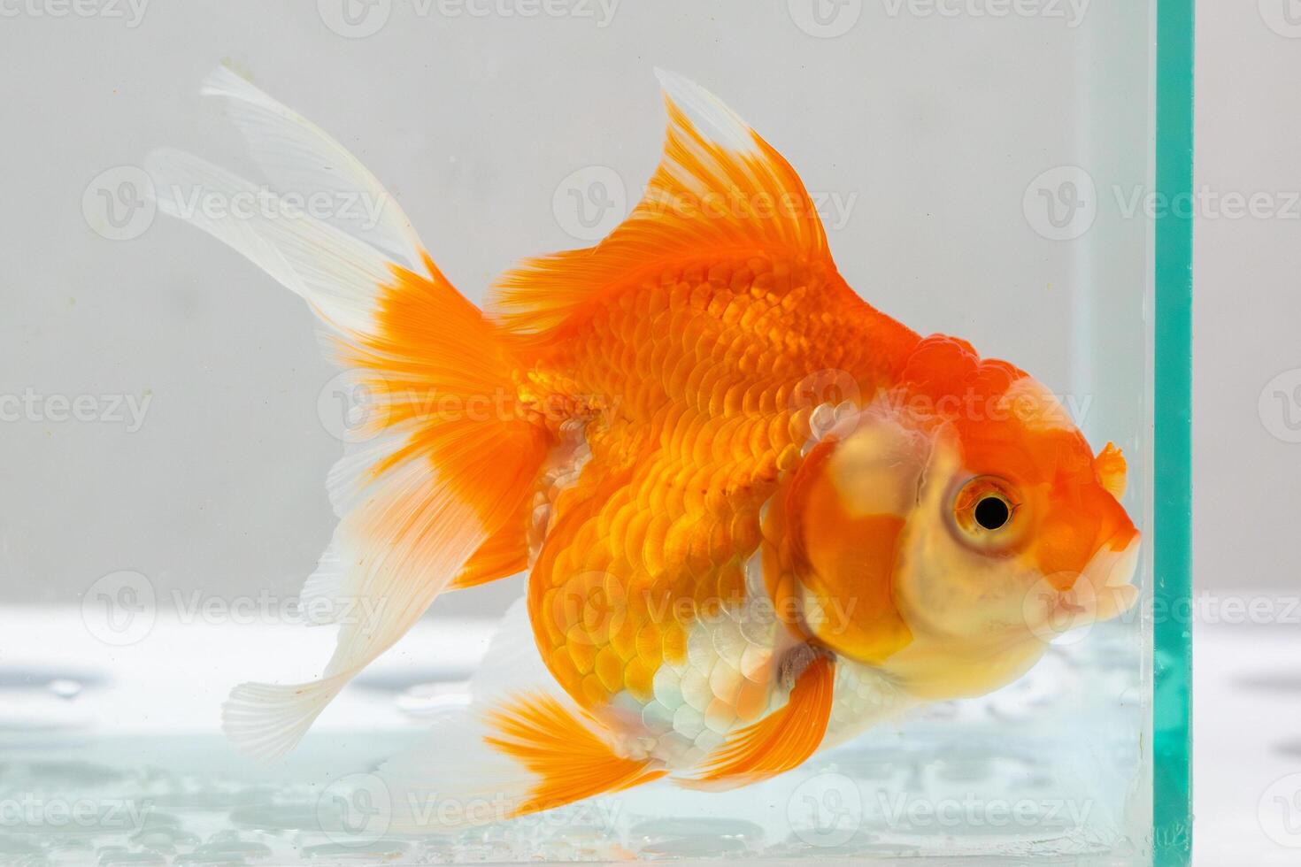 Close up of orange fantail goldfish breed swimming low light