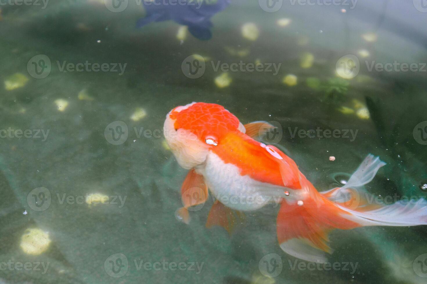 Goldfish in aquarium fish pond close up photo