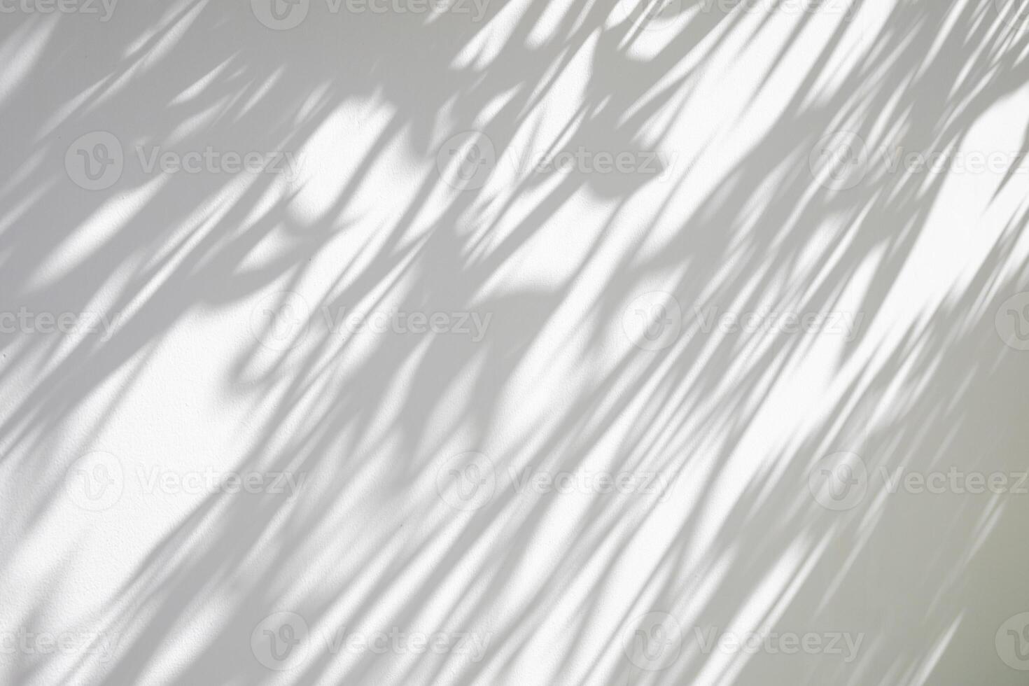 Abstract natural tree leaves shadow on white wall background photo