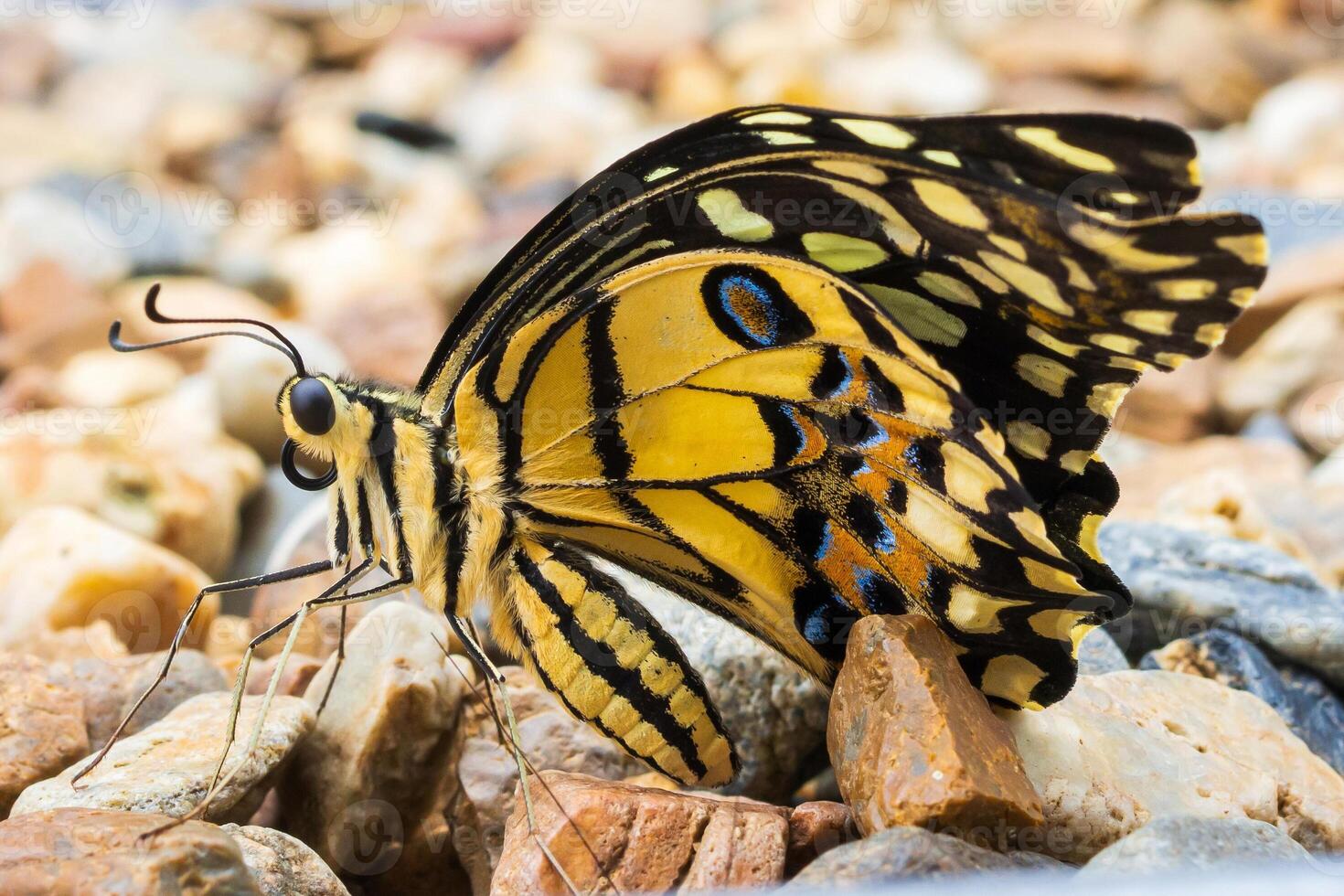Close up of yellow butterfly photo