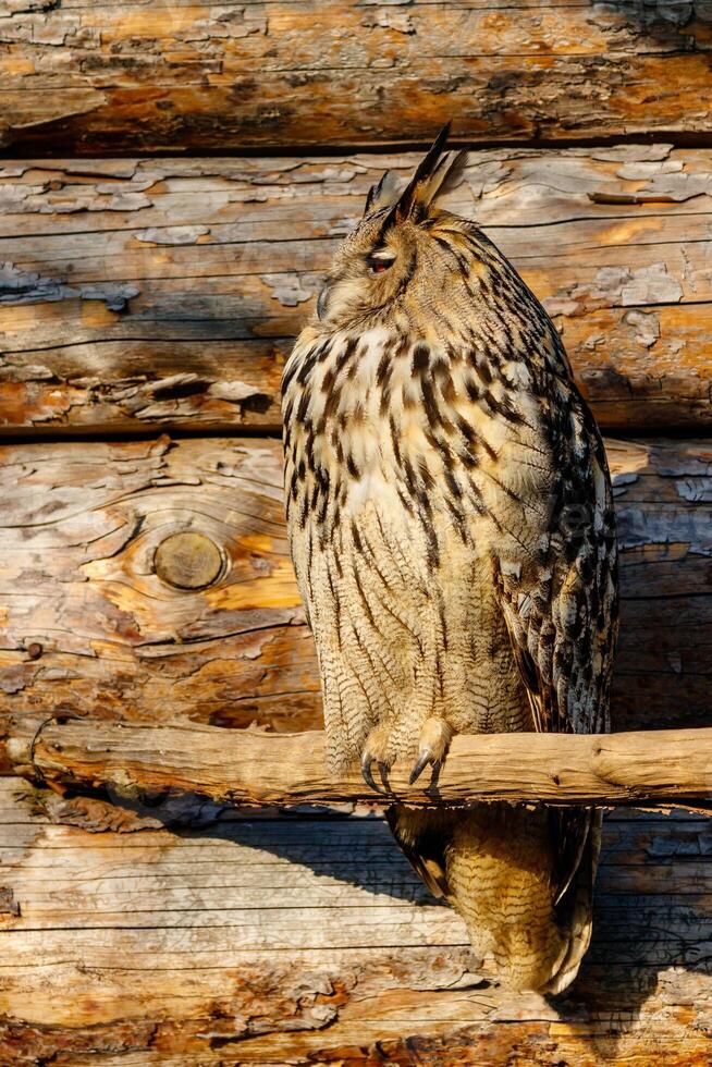 beautiful owl with yellow eyes and beak photo