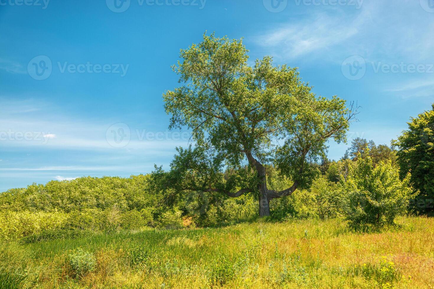 beautiful meadow on the hills with grass and flowers against the background of the sea and the sky photo