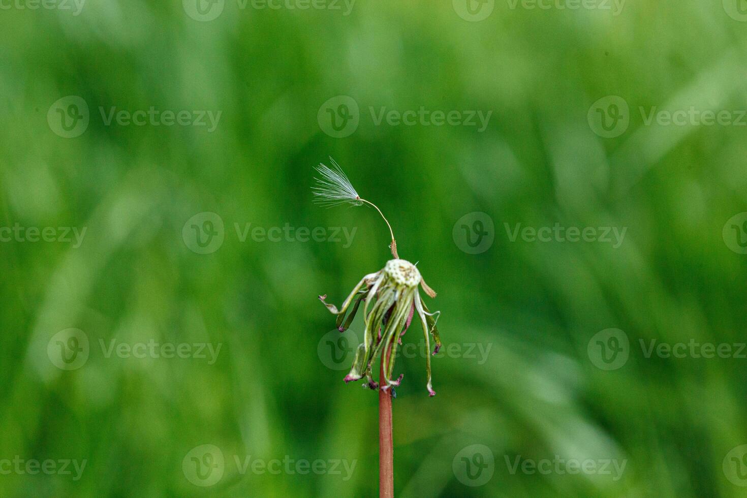 dandelion on a background of green grass photo