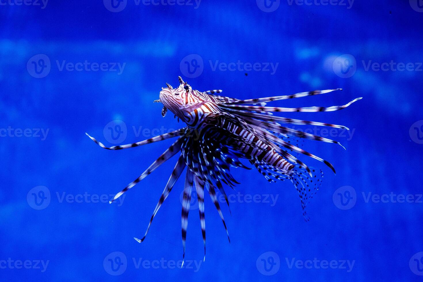 pescado pez león - cebra, pterois volitans foto