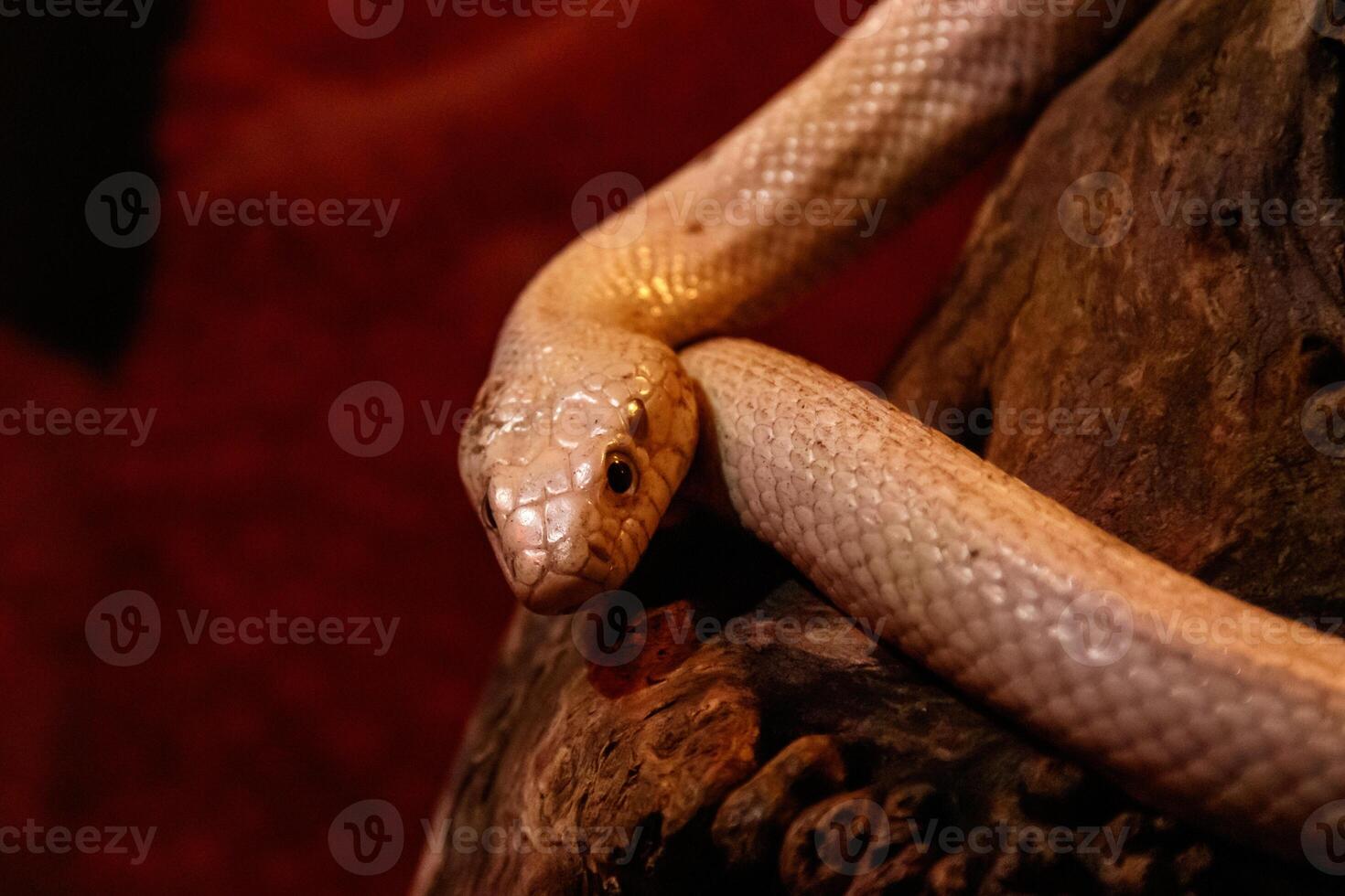 snake leucistic texas rat photo