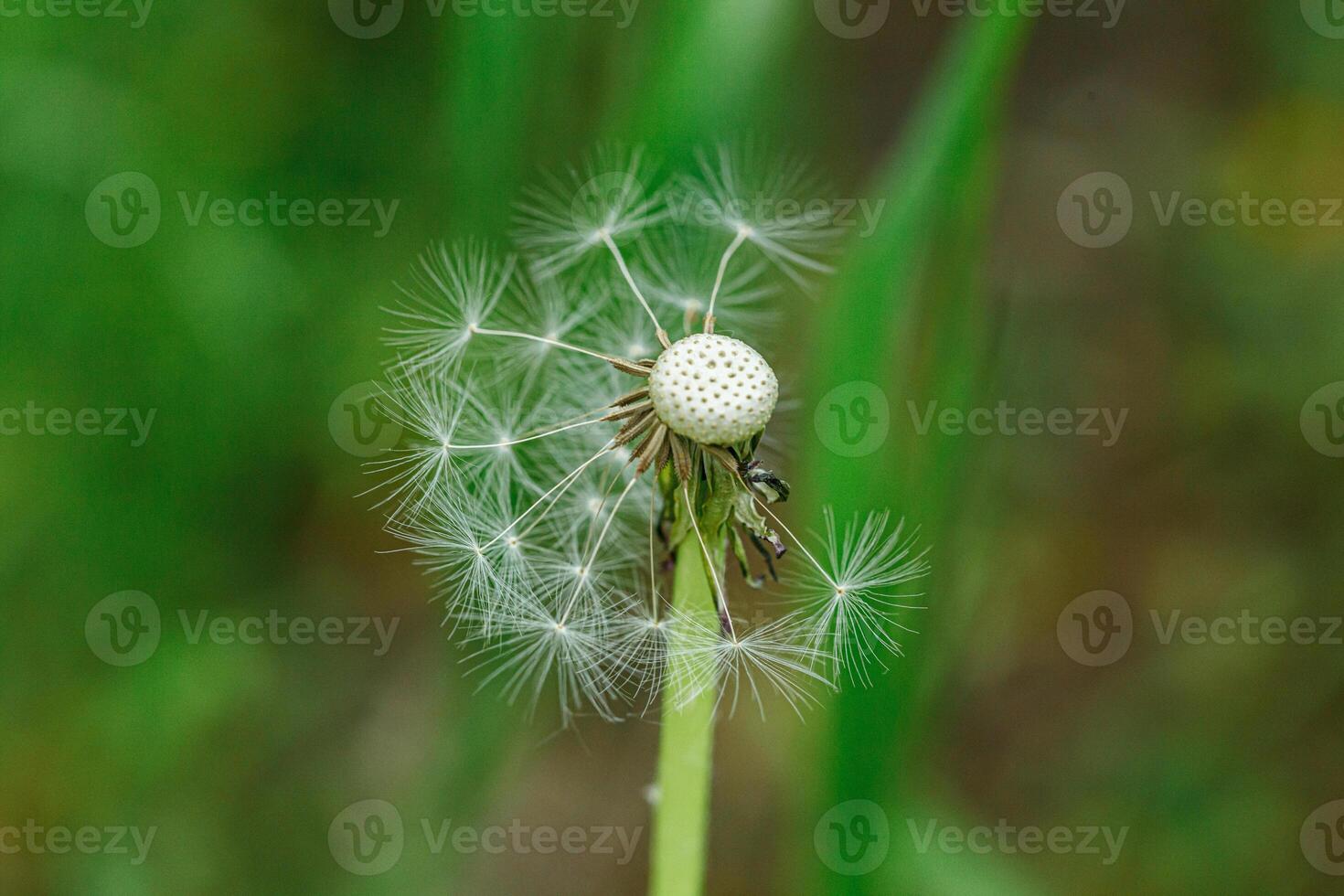 dandelion on a background of green gras photo