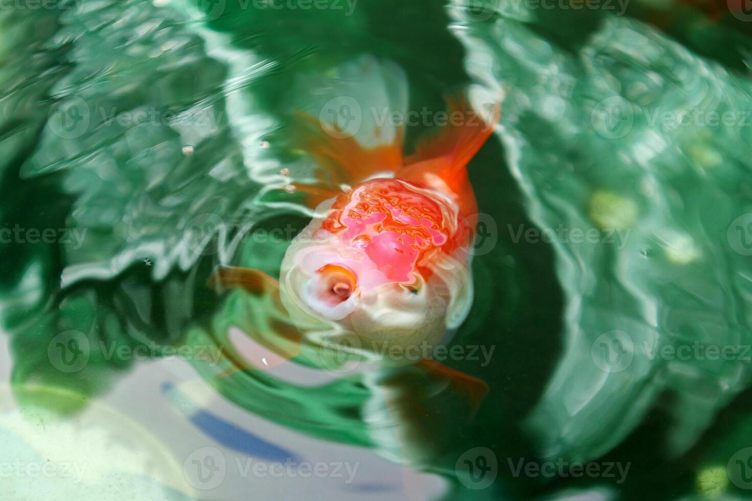 Goldfish in aquarium fish pond close up photo