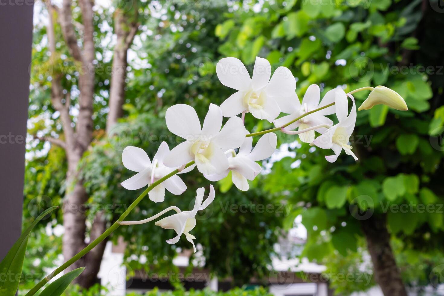 Beautiful Orchid flower blooming in garden floral background photo