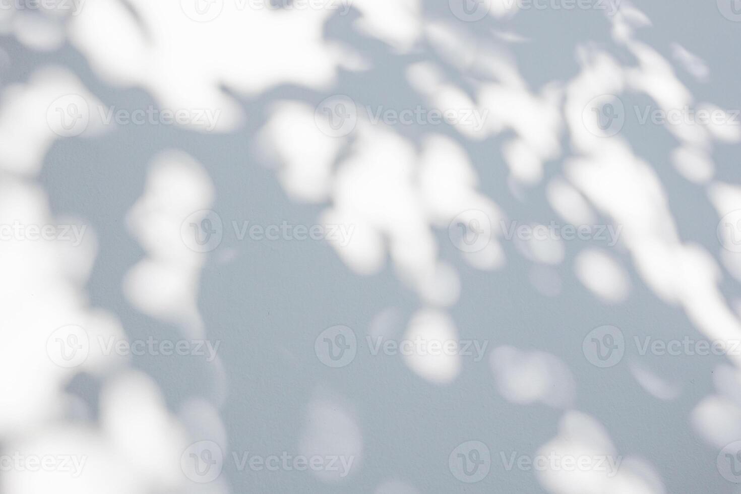 Abstract natural tree leaves shadow on white wall background photo