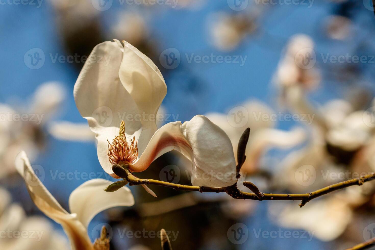 hermosa magnolia flores con agua gotas foto