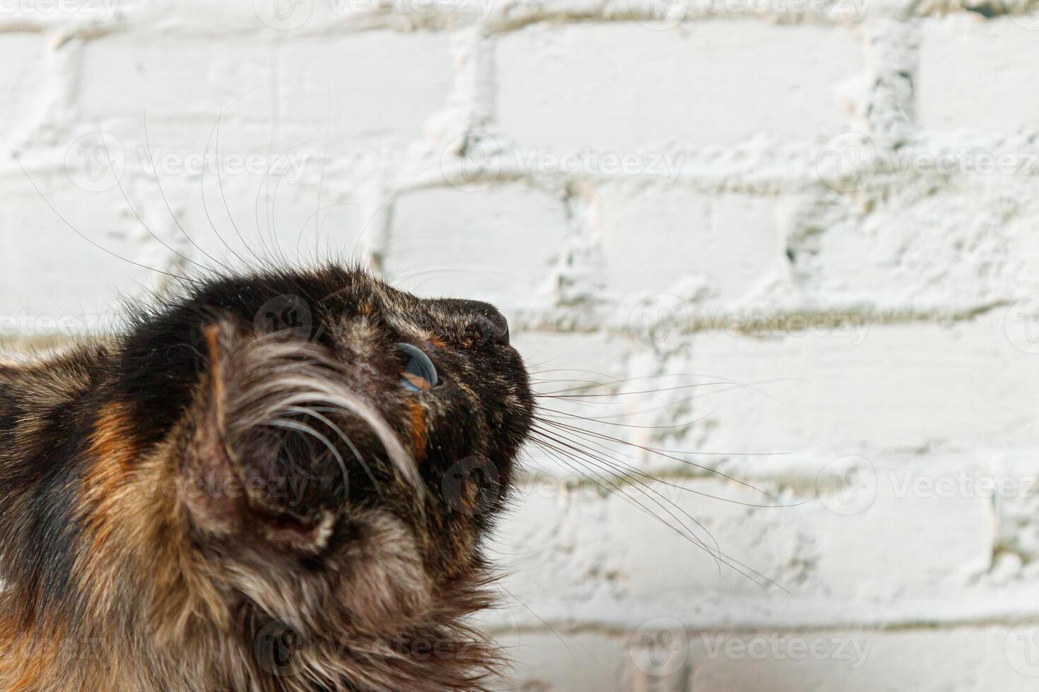 Beautiful little cat girl on a background of a brick wall photo