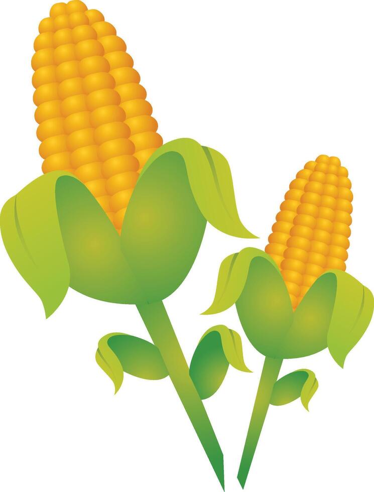 Corn cobs in corn plantation Vector