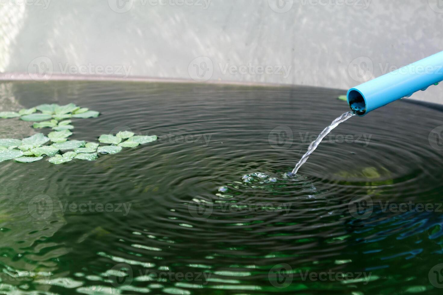 Goldfish in aquarium fish pond close up photo