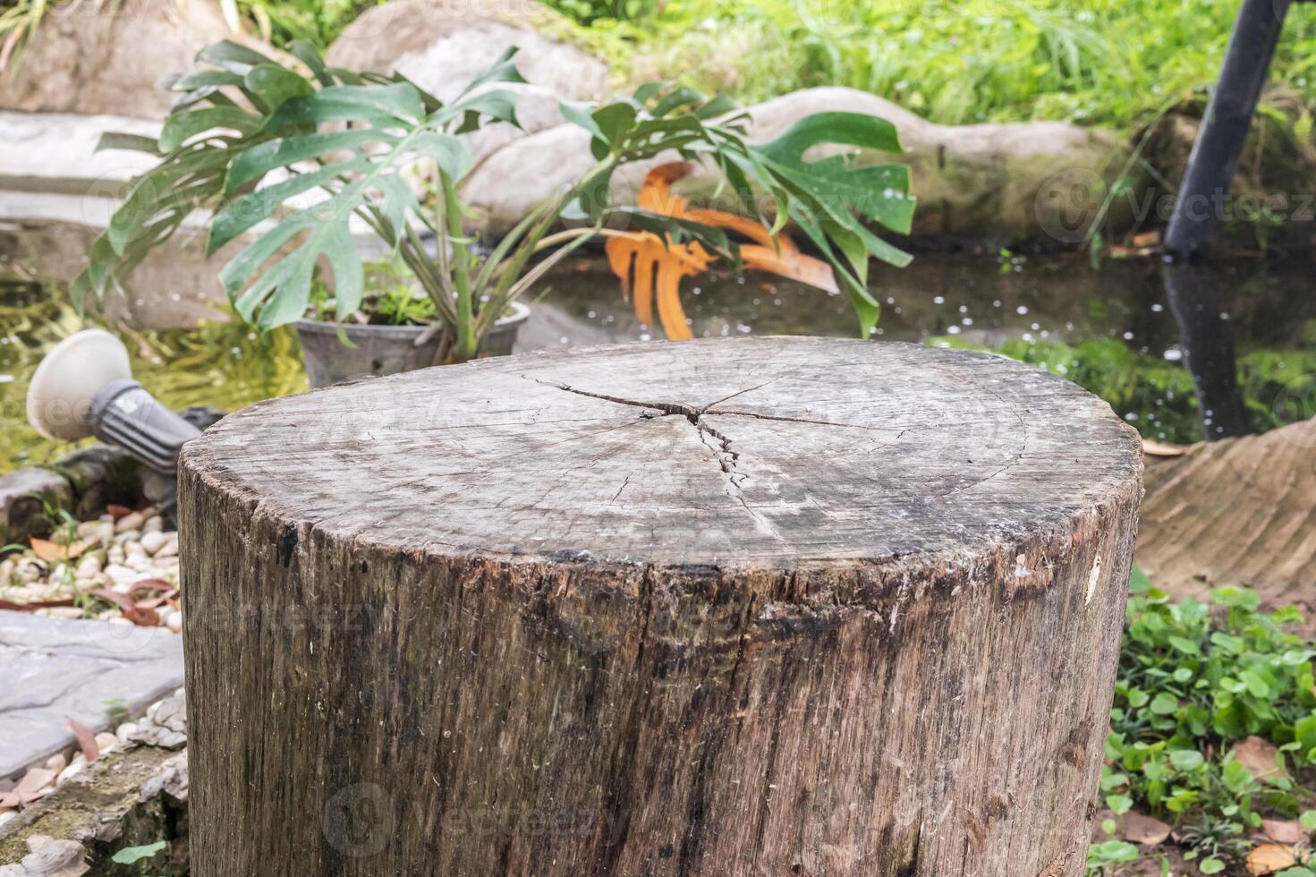 Empty old tree stump table top with blur green tropical garden background for product display photo