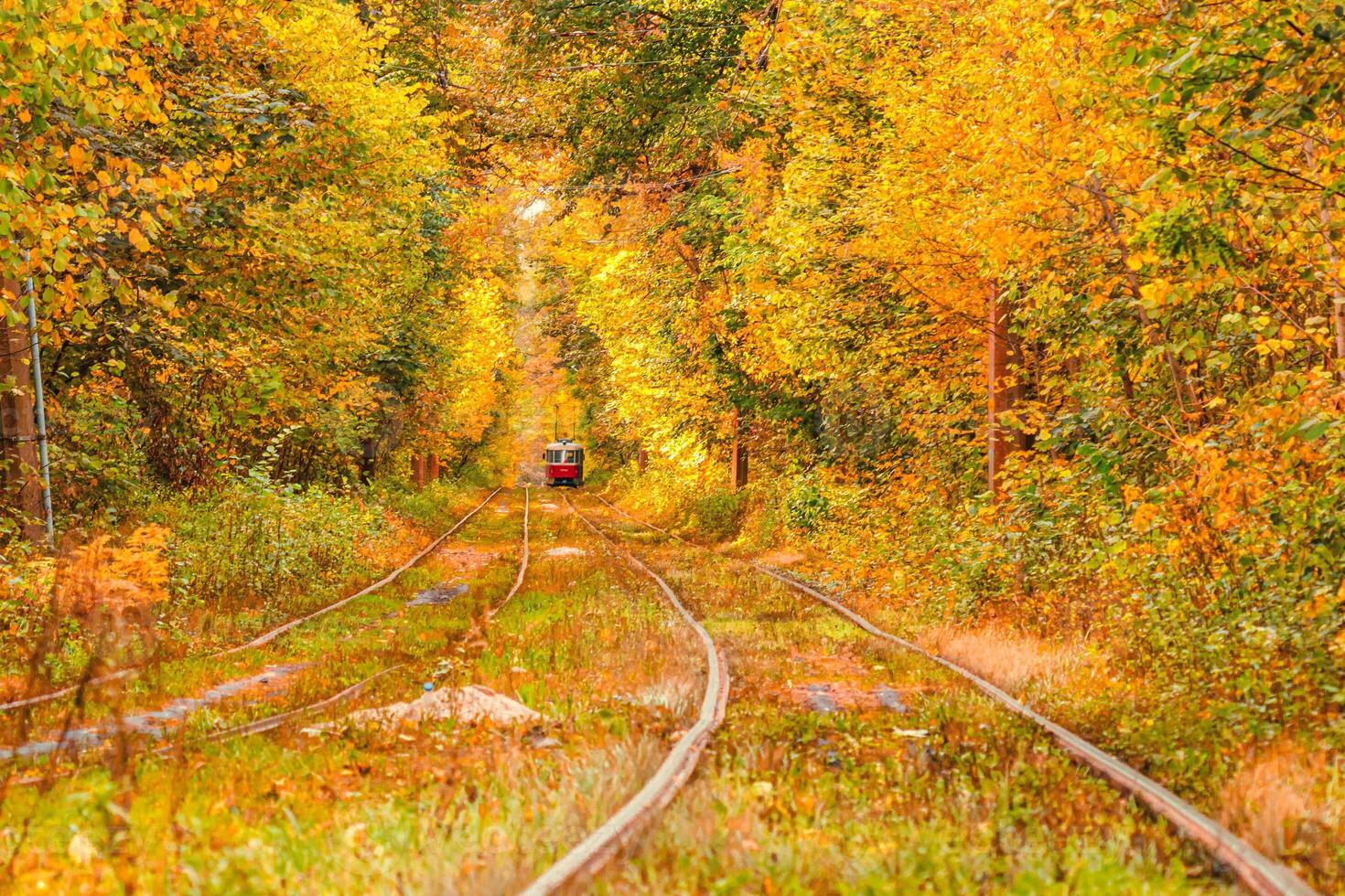 Autumn forest through which an old tram rides Ukraine photo