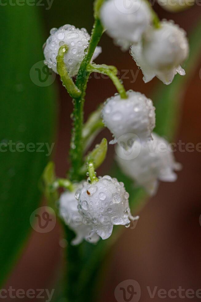 Beautiful spring blooming lilies of the valley with drops of flowers dew photo