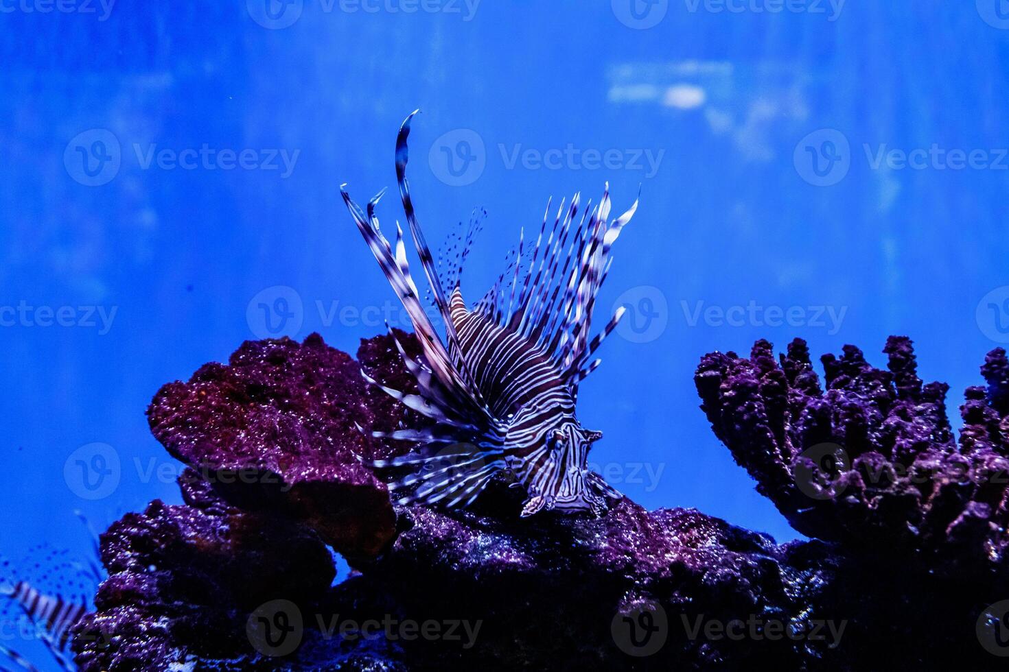 Fish Lionfish - Zebra, Pterois volitans photo