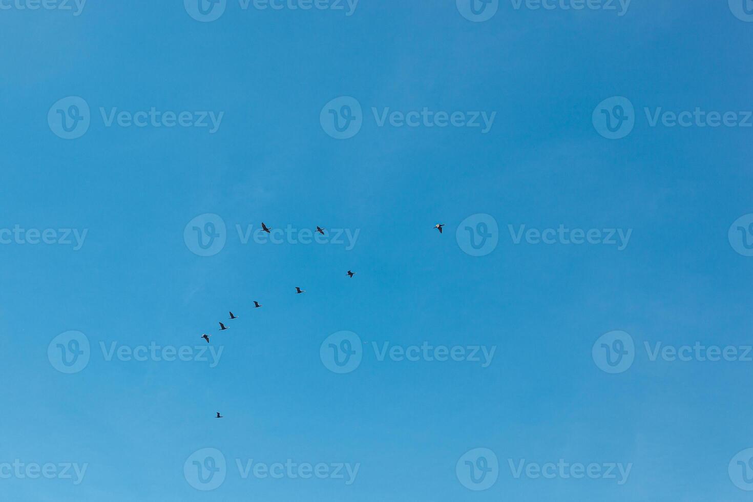 a flock of birds flying in the blue sky photo