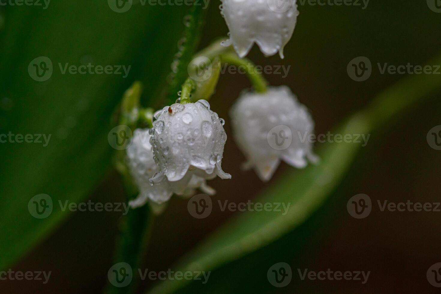 Beautiful spring blooming lilies of the valley with drops of flowers dew photo