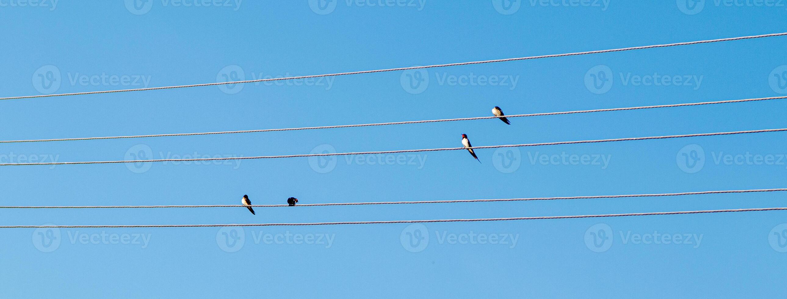 Birds sit on electric wires against the blue sky photo