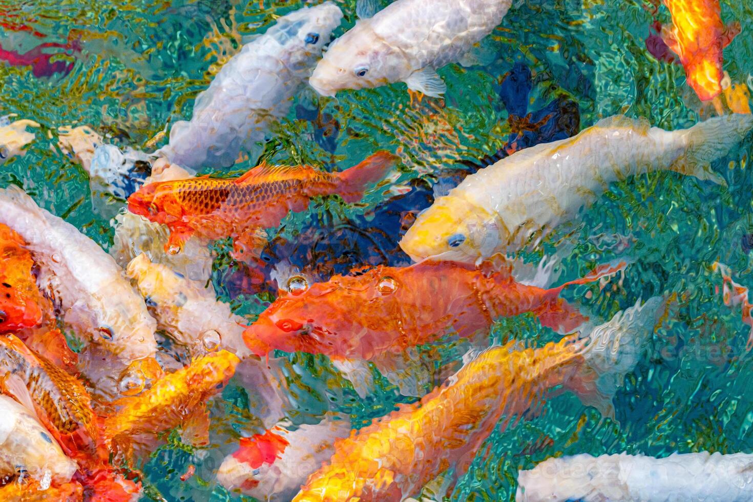 macro koi fish carps in water photo