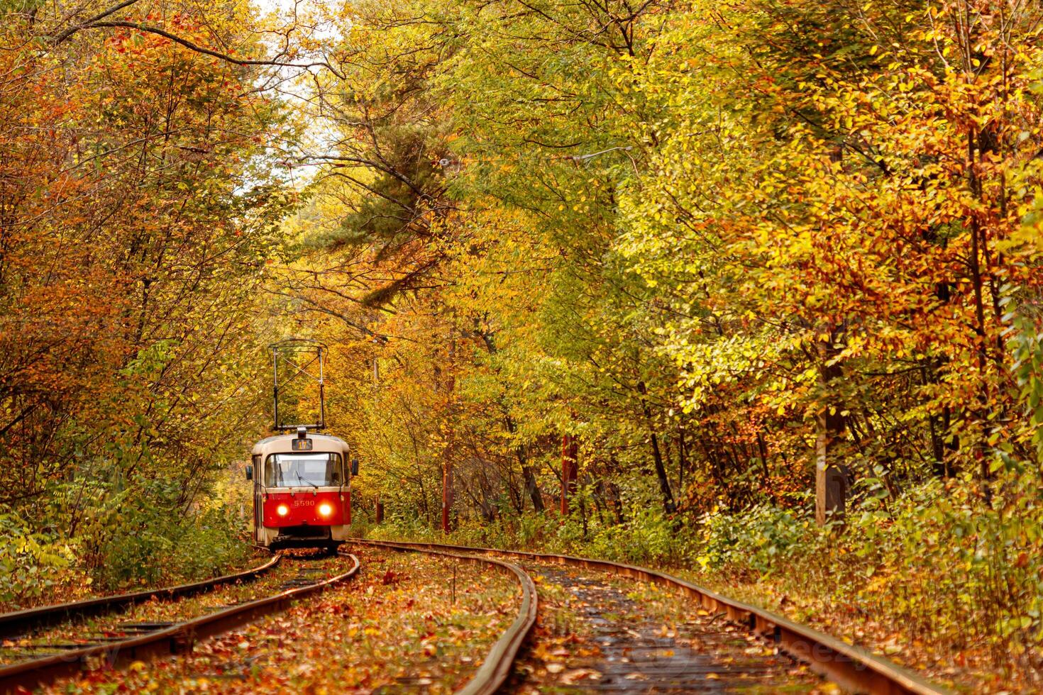 Autumn forest through which an old tram rides Ukraine photo