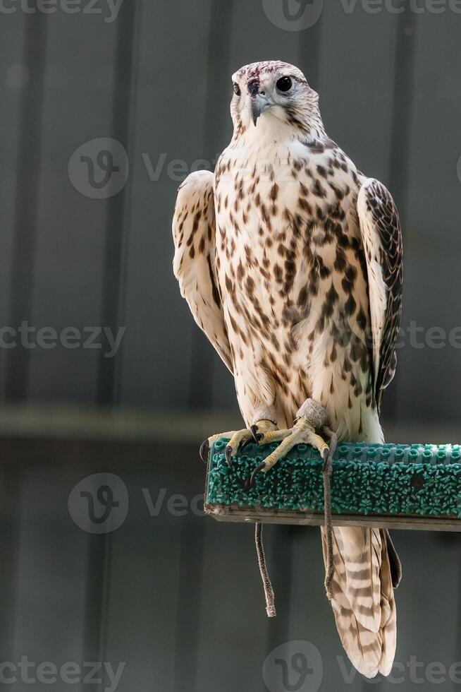 Beautiful falcon close up photo