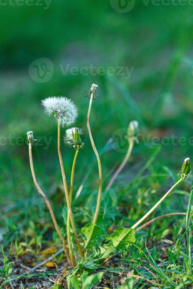 dandelion on a background of green gras photo