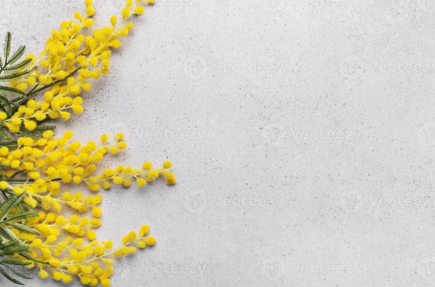 Fresh Yellow Mimosa Flowers Arranged on the Corner of a Light Gray Background photo