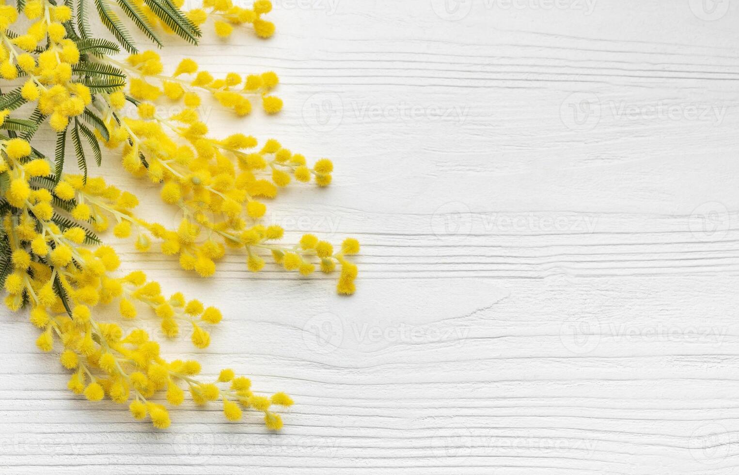 Mimosa flowers on white wooden background photo