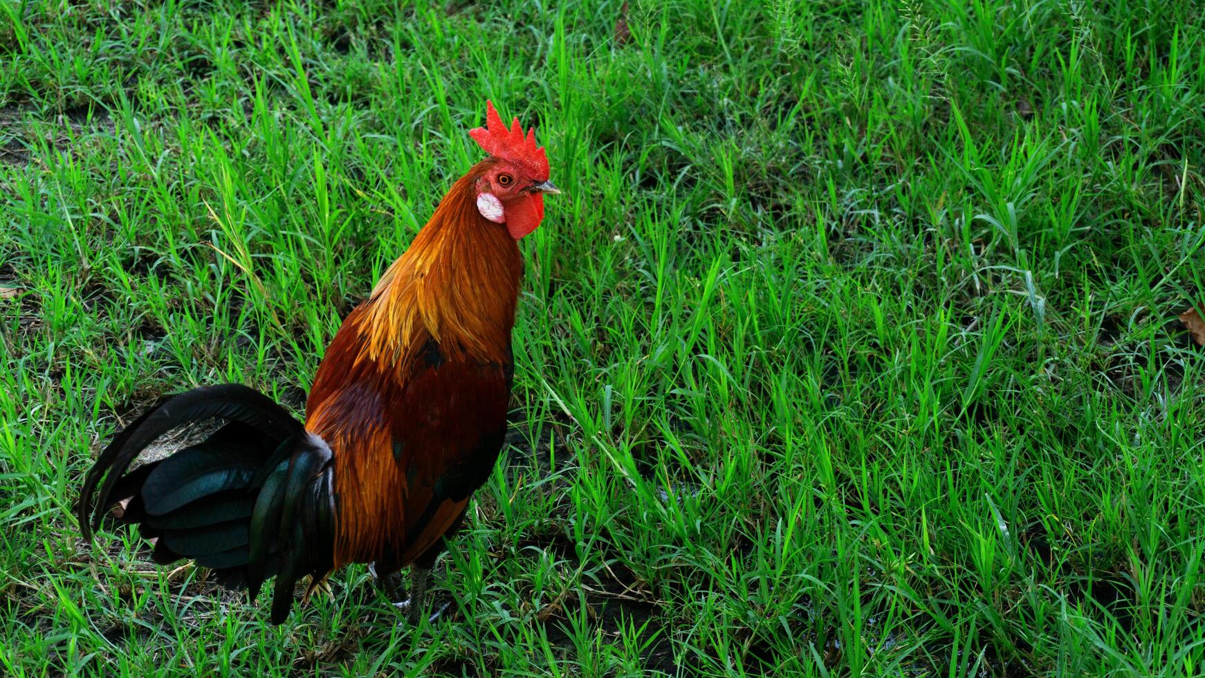 Rooster Crow Stock Photos, Images and Backgrounds for Free Download