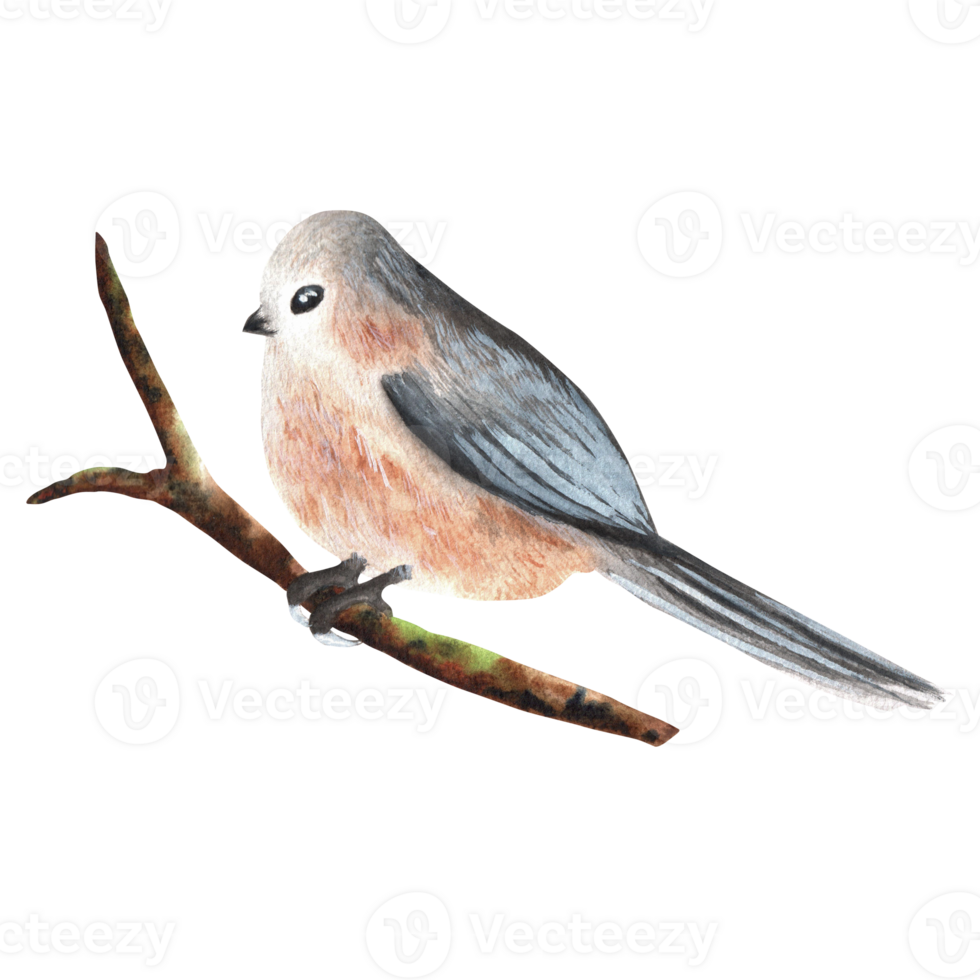 Hand-drawn watercolor illustration. Long-tailed titmouse bird sitting on the branch png