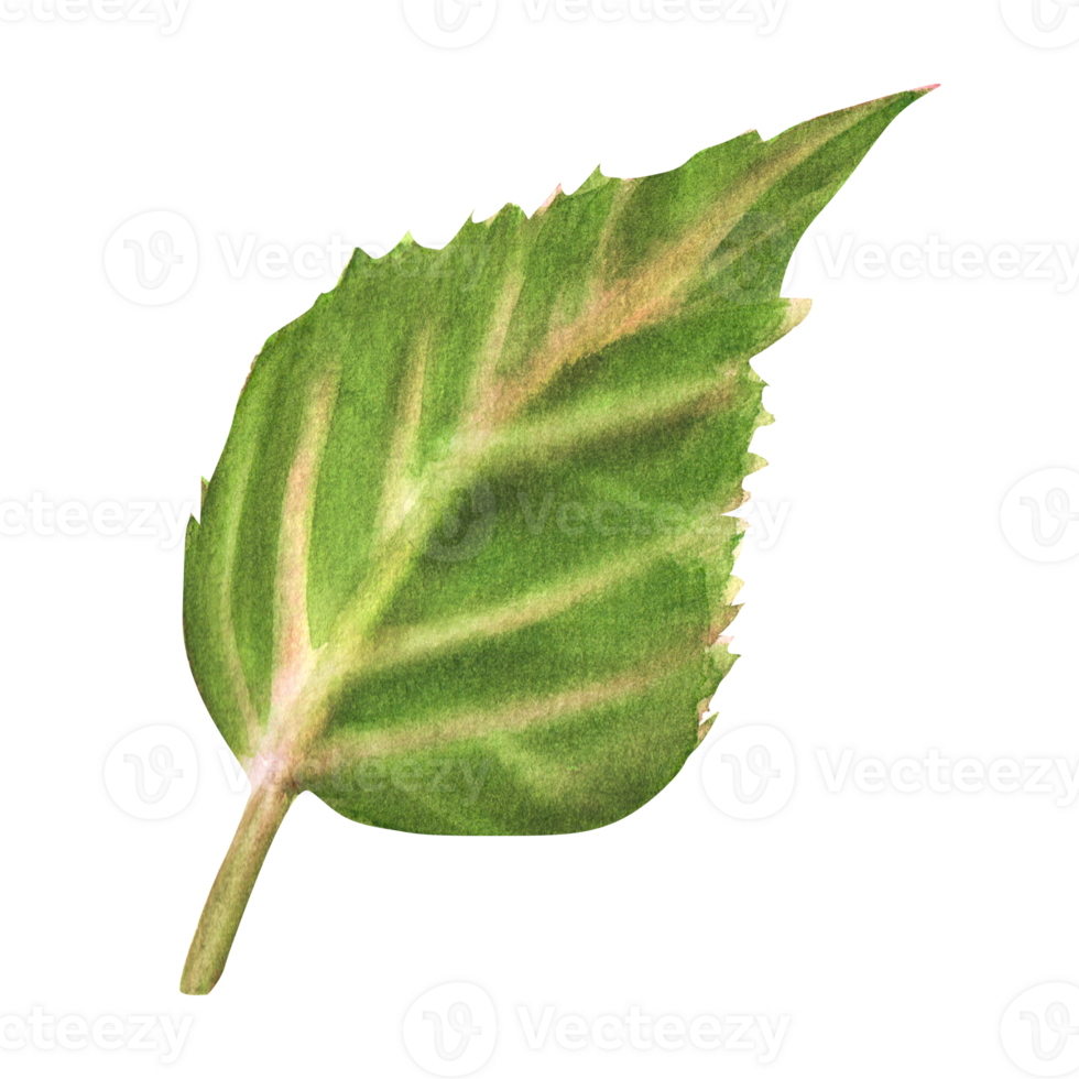 Hand-drawn watercolor illustration. Green cherry, sakura leaf. Front view to combine with flowers and buds png