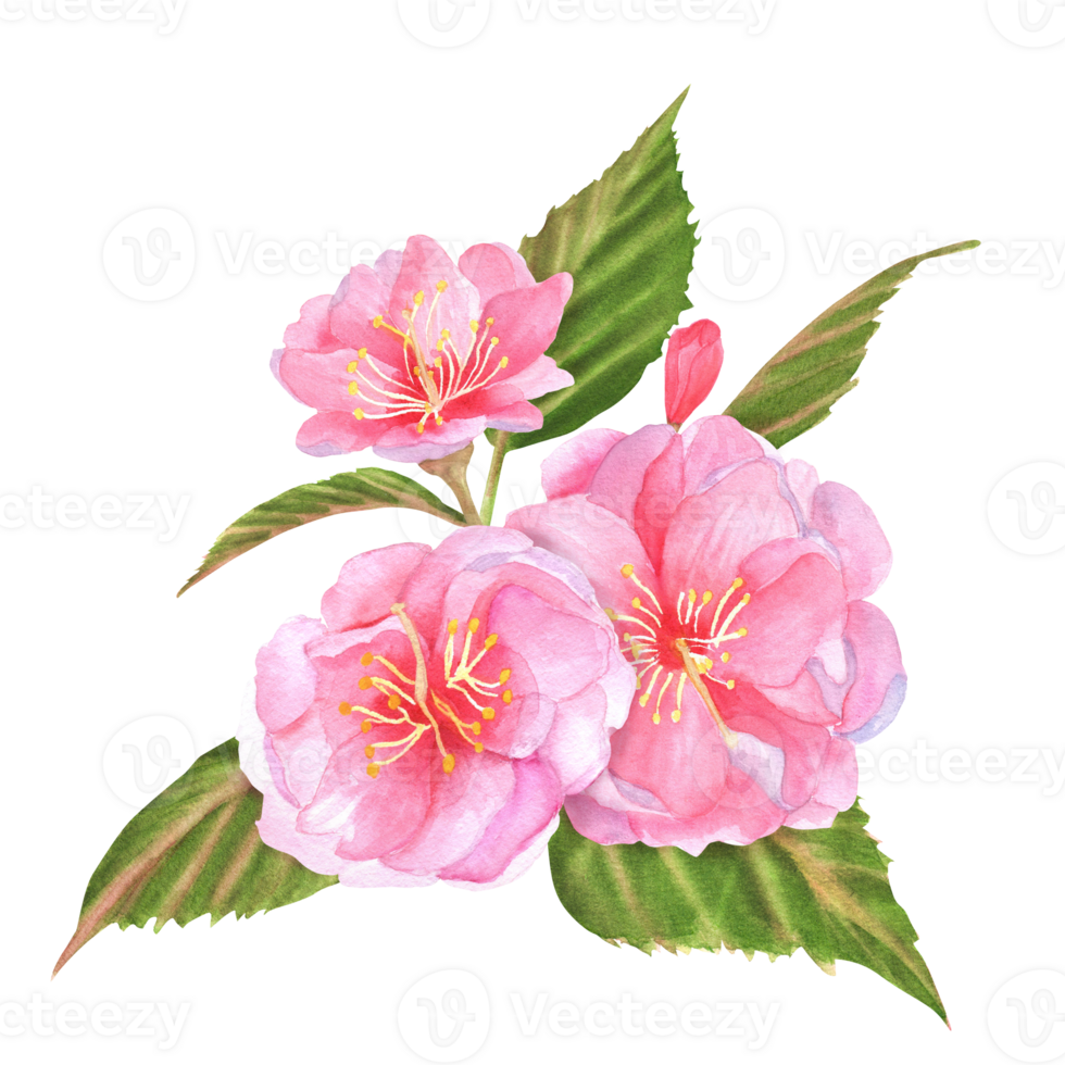 Hand-drawn watercolor illustration. Pink cherry tree sakura flowers with green leaves and buds png