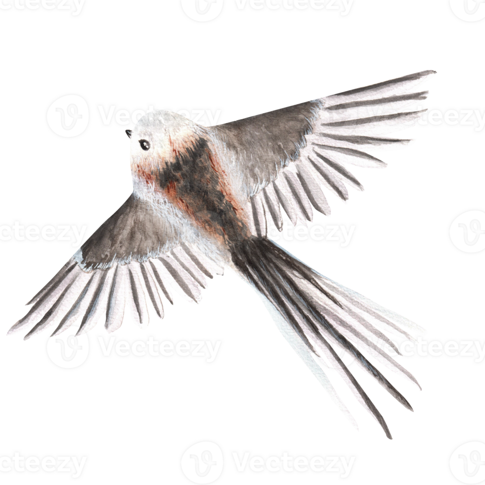 Hand-drawn watercolor illustration. Flying long-tailed titmouse bird png