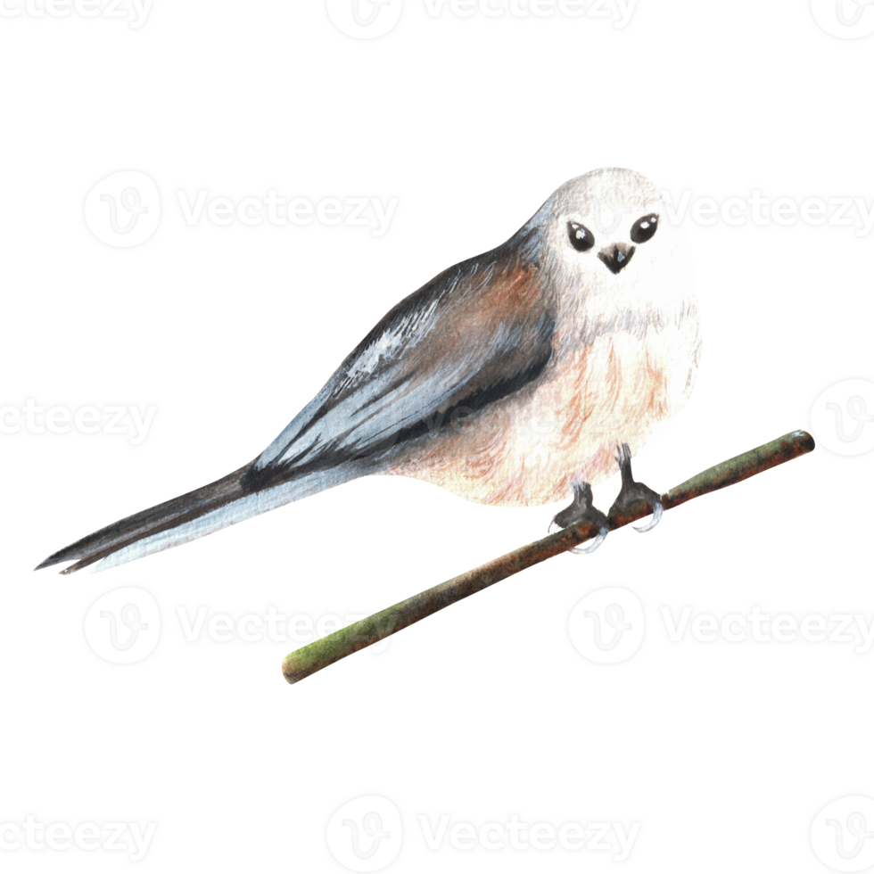 Hand-drawn watercolor illustration. Long-tailed titmouse bird sitting on the branch png