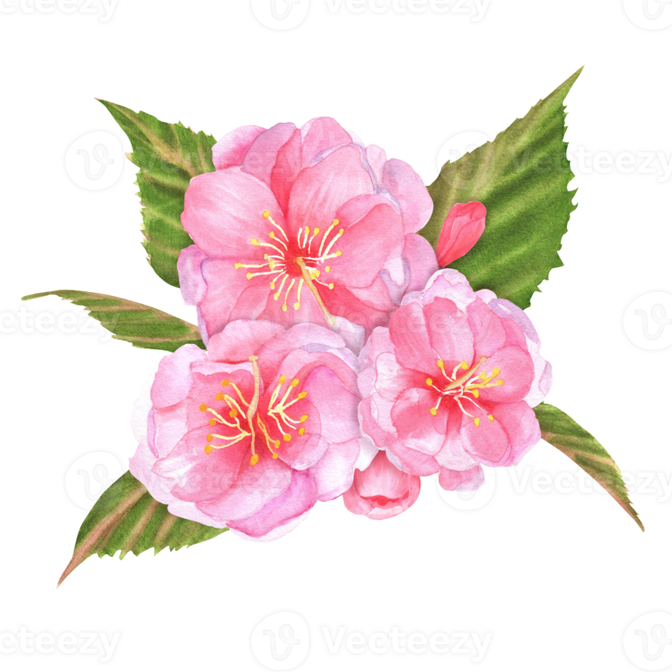 Hand-drawn watercolor illustration. Pink cherry tree sakura flowers with green leaves and buds png