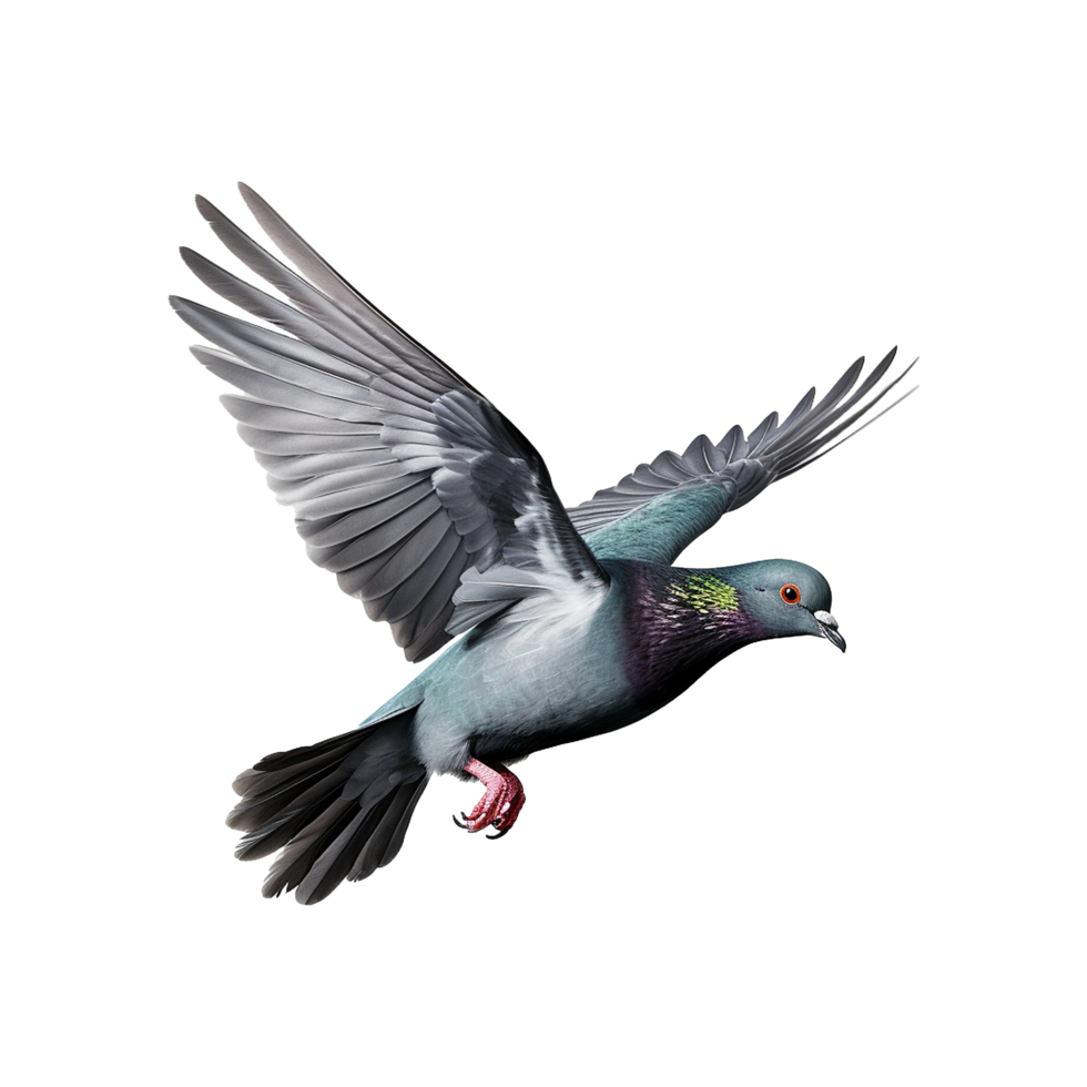 AI generated Flying pigeon isolated on transparent background png