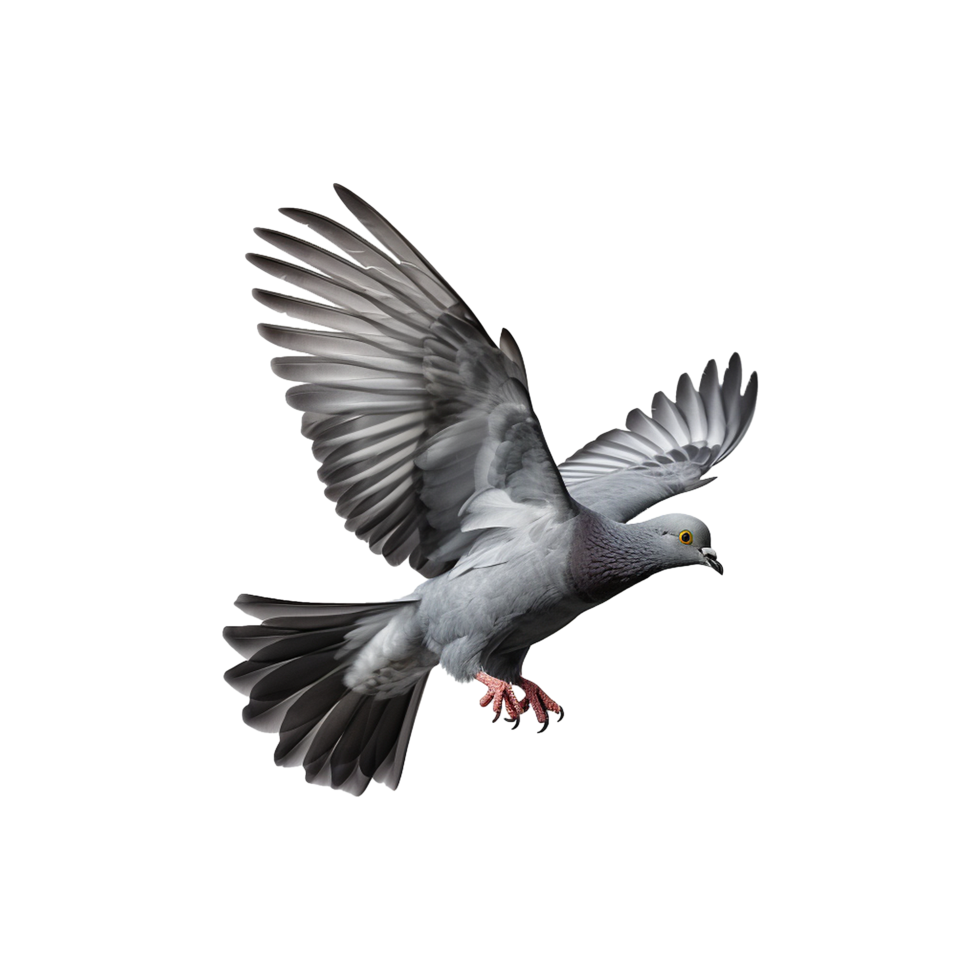 ai généré en volant Pigeon isolé sur transparent Contexte png