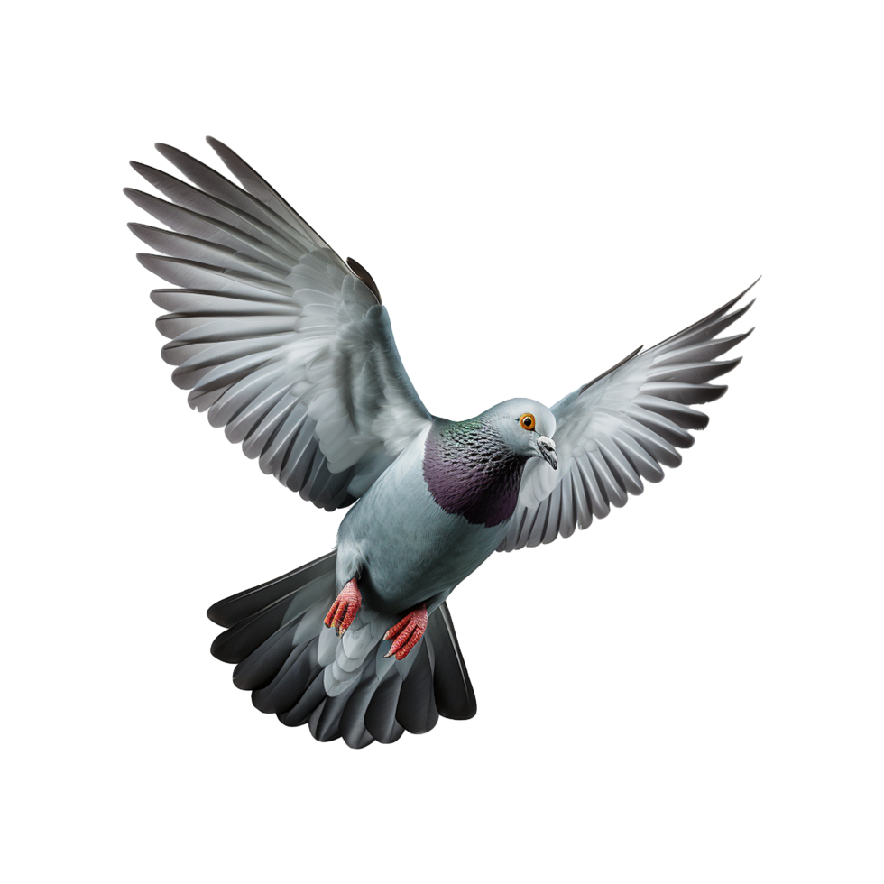 AI generated Flying pigeon isolated on transparent background png